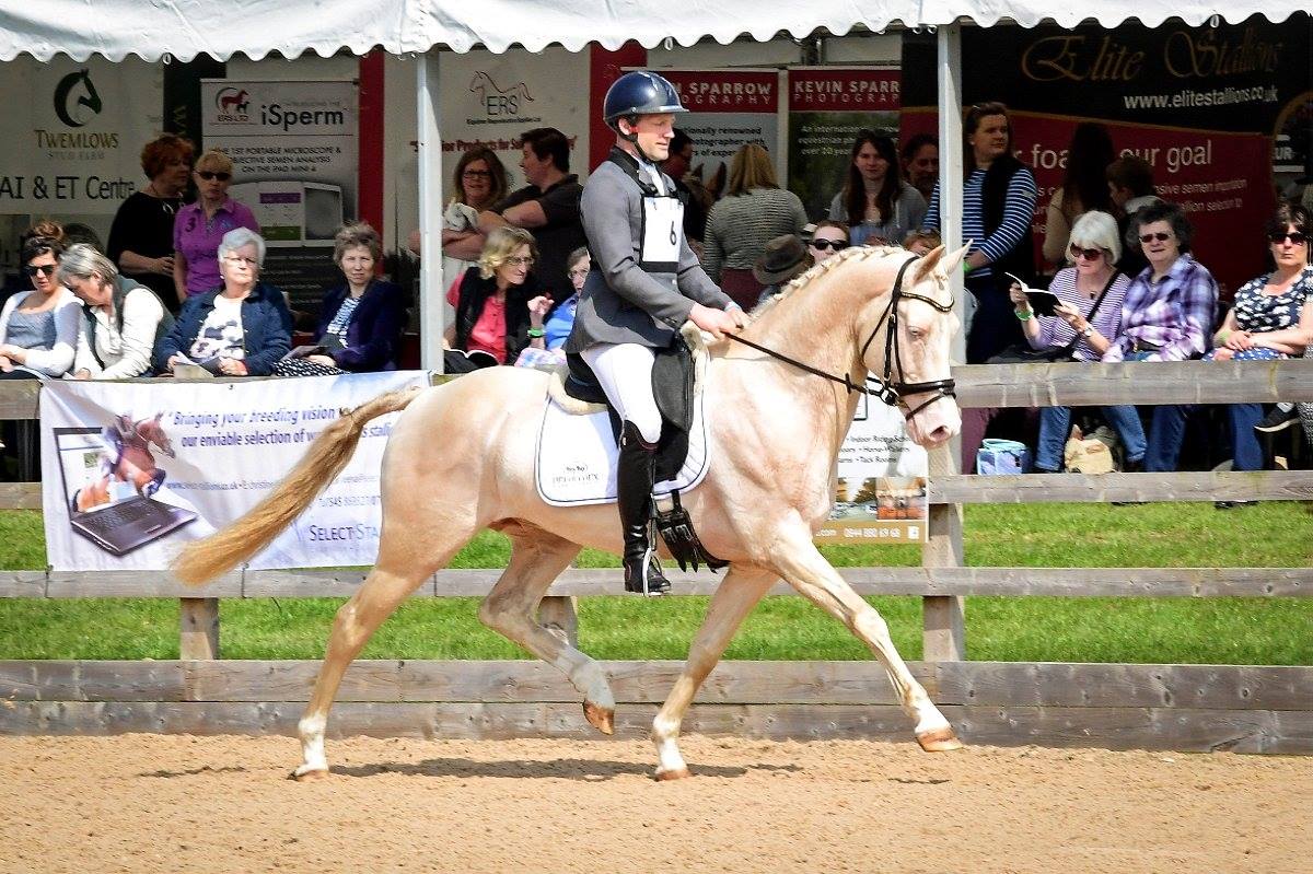 Perlino Akhal Teke Stallion